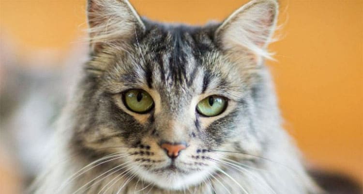 Latest News Cat Blender Video Twitter