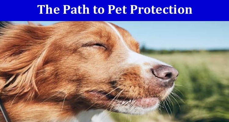 The Path to Pet Protection: Ensuring Safety for Your Canine Companion