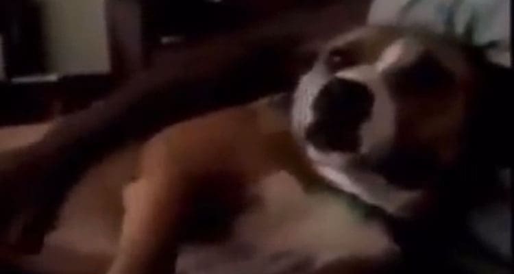 Latest News Israel Adesanya Dog Video Leaked
