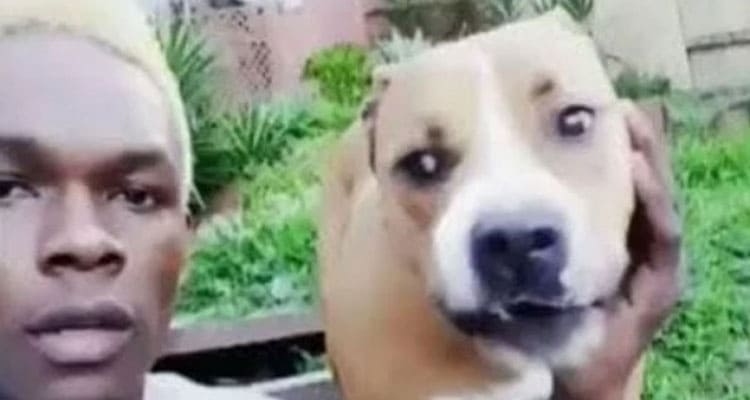 Latest News Izzy Dog Video Sparks Intense Pre Fight Drama