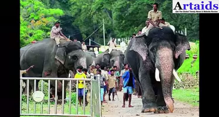 Latest News Arjuna Elephant Death Video