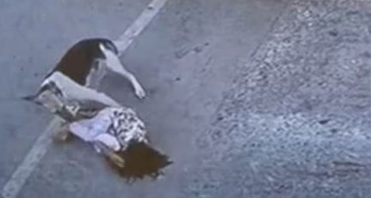 Latest News Dog And Girl Viral Video Twitter