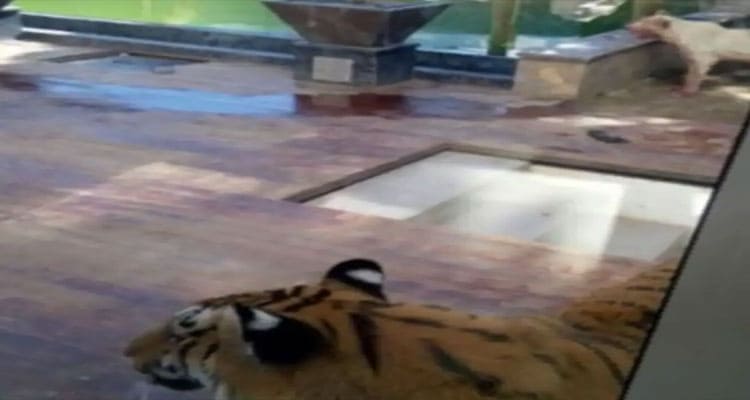 Latest News Tigre Y Leon En Barranquilla Que Paso Video Gore